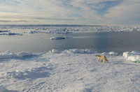 spitsbergen 2011
