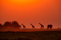 sabi chobe 2011